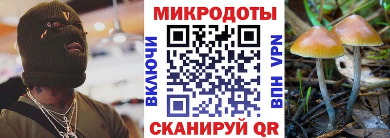 Галлюциногенные грибы Psilocybe  цена   Терек 